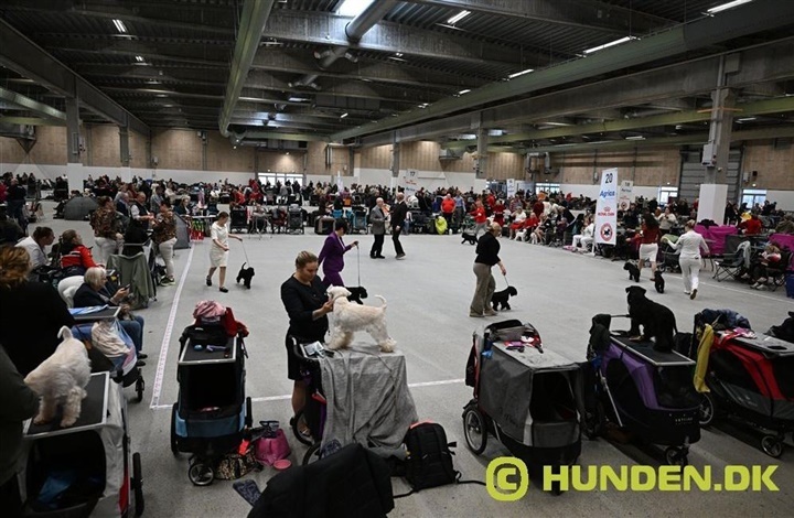 Weekendens hundeaktiviteter