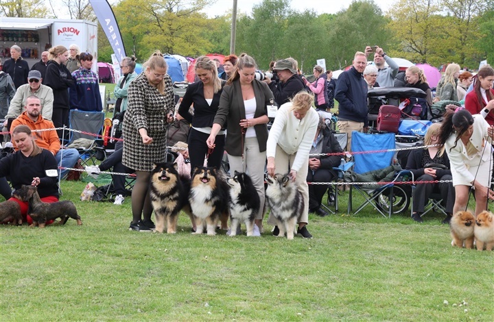 Snuder, snore og stjernestunder – fra vuf til verdensklasse: Tre dage med tophunde i Roskilde, hvor for&aring;ret for alvor folder sig ud.