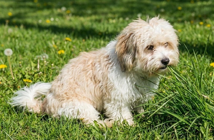 Hvorfor spiser hunden gr&aelig;s? Her er nogle bud