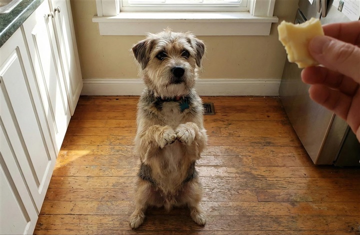 Guf eller gift: Hvad m&aring; hunden spise?