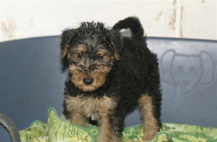 Hvorfor graver hunden i kurven?