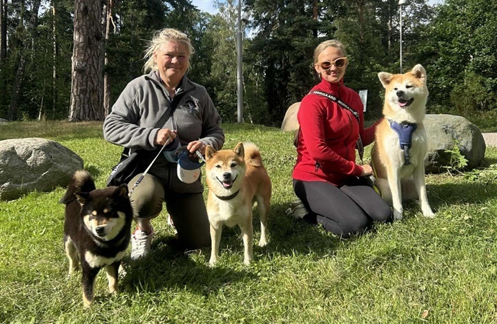 Dansk akita-succes til World Dog Show i Helsinki 