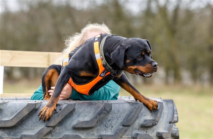 For&aring;rsfornemmelser og hundegl&aelig;de i Bevtoft