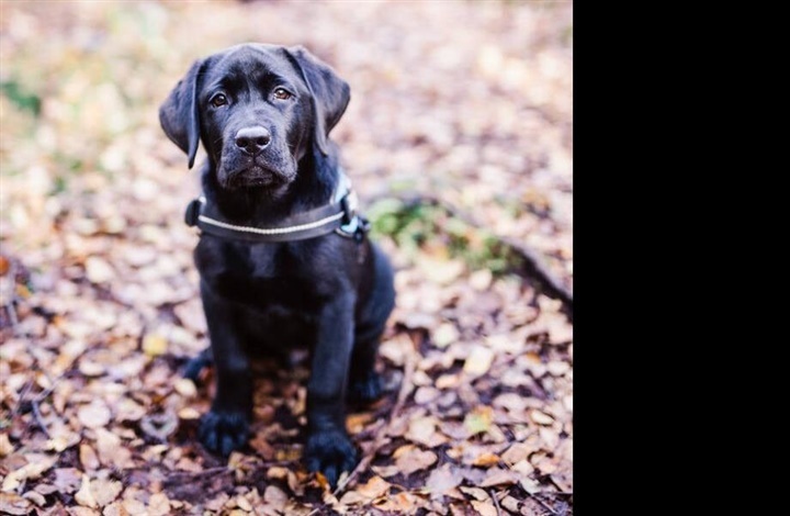5 tip til en hunde-sikker efter&aring;rshave