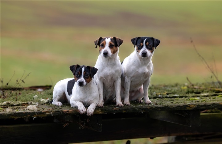 En stor hund i en lille pakke
