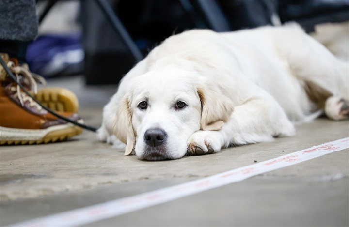 5 m&aring;der din hund siger tak p&aring;