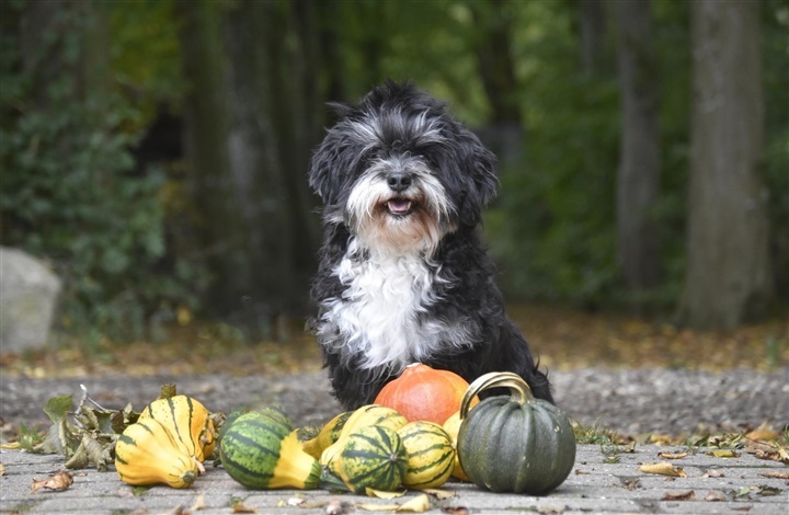 Del din hund i efter&aring;rsstemning
