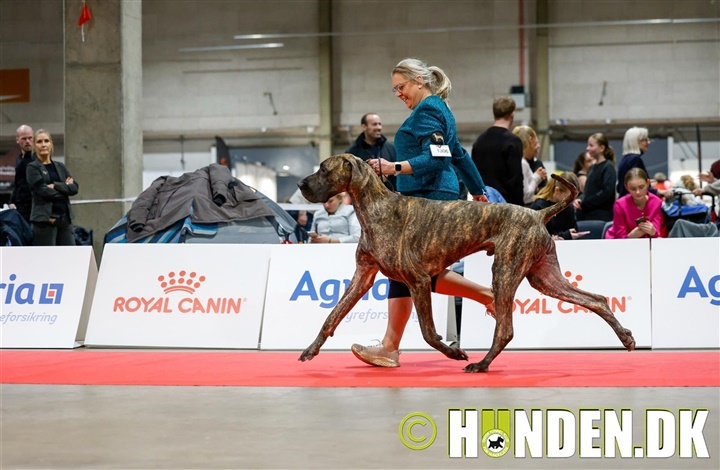 Galleri Fredericia: Babyer, hvalpe og juniorer