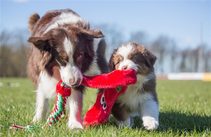 Hvem skal vinde titlen som &aring;rets hundefotograf?