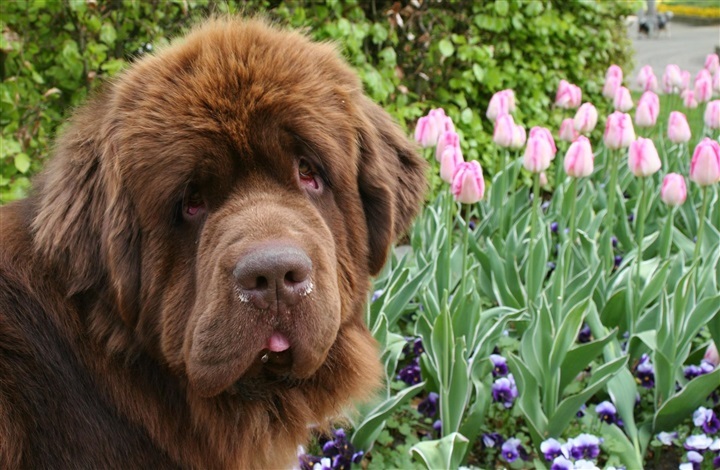 Hvordan p&aring;virker vejret din hund?