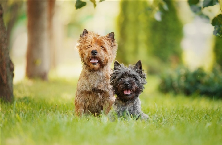 Fra HUNDEN: Raceportr&aelig;t af den intelligente cairn terrier