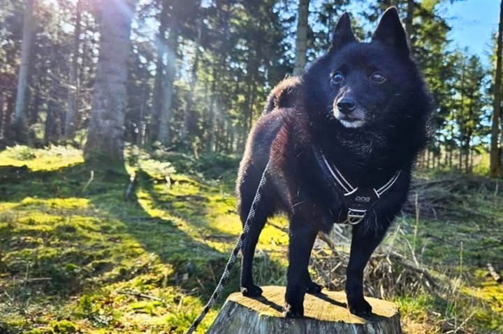 Ludo fejrede sin 14-&aring;rs f&oslash;dselsdag med manér