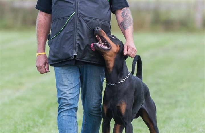 VM for dobermann: Verdenseliten samles i Skovlund