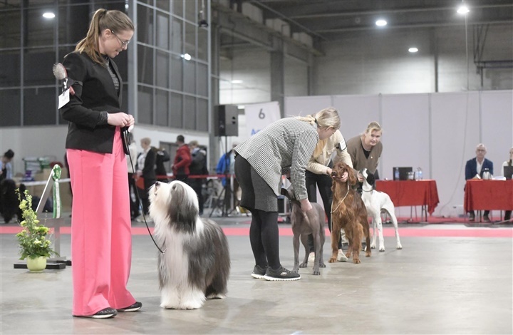 Vinterferien skydes i gang med udstilling og hundegl&aelig;de – logrende haler, jubil&aelig;um og oplevelser for hele familien.