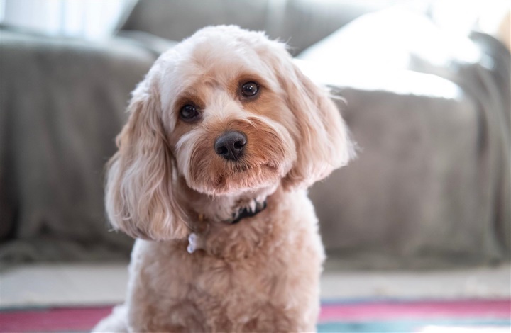 Allergivenlige hunde er en myte