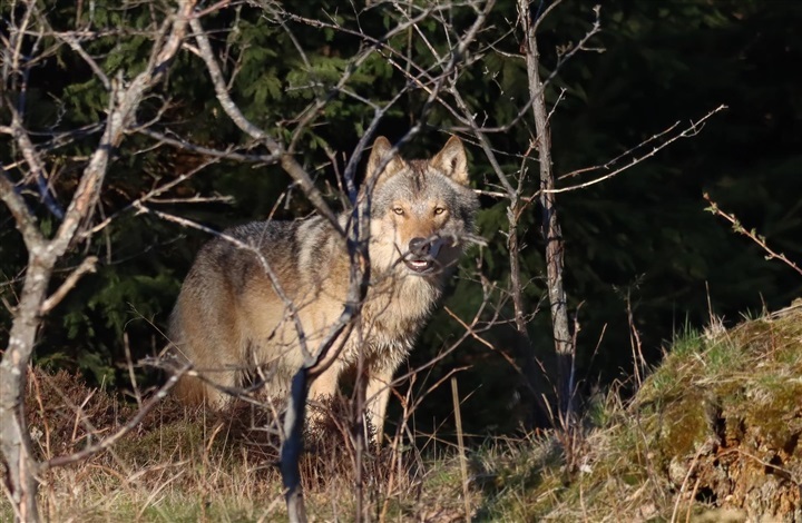 Ulve kontra almindelige hunde