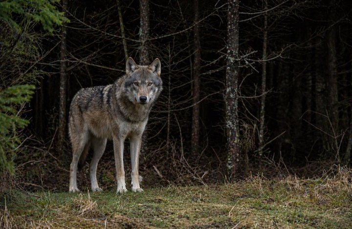 Ulv dr&aelig;ber hundehvalp