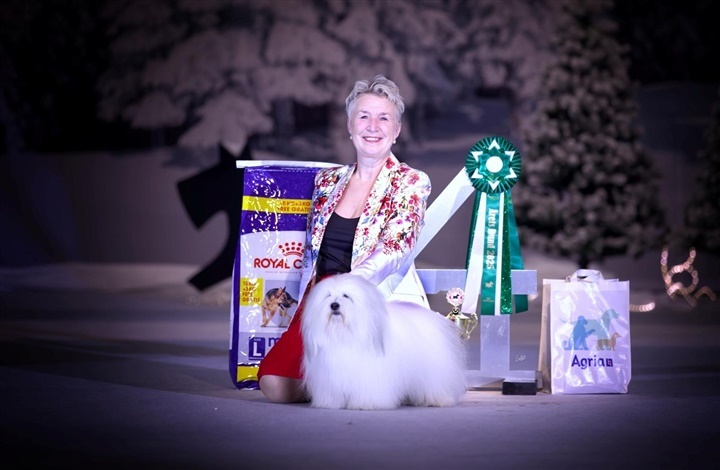 Fra Falster til World Dog Challenge