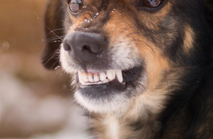 Tandbylder hos hunde