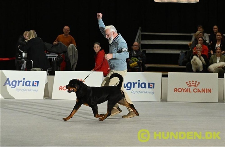 Weekendens hundeaktiviteter