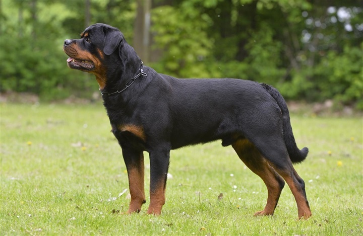 Myten om den l&aring;sende hundek&aelig;be