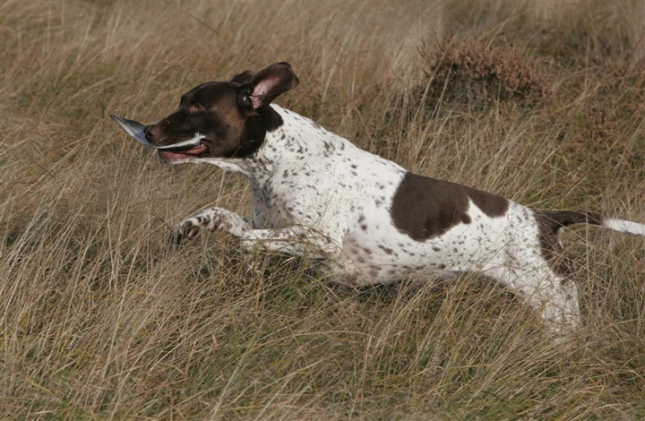 Gr&aelig;savne sender hunde til dyrl&aelig;gen