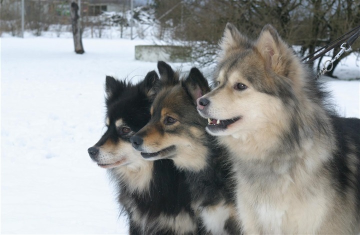 Del 4: Hunden i sproget og hverdagen