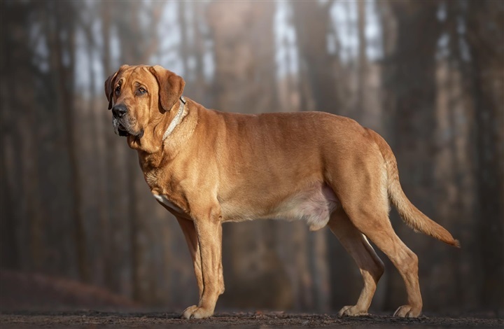 Broholmeren: Fra kongehund til familiehund