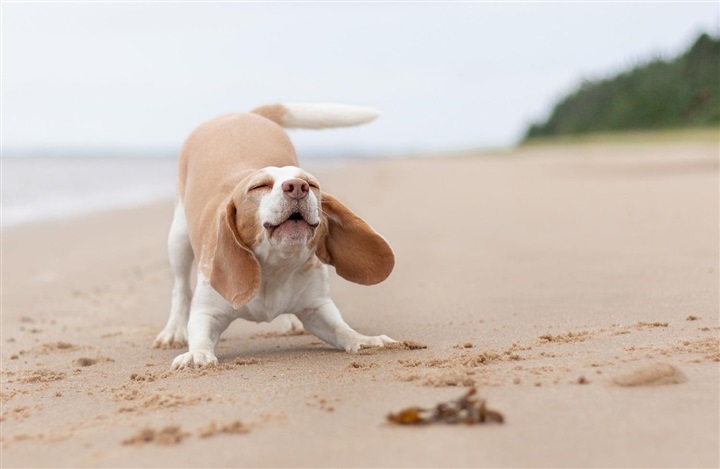 Beaglefacilitet lukker helt