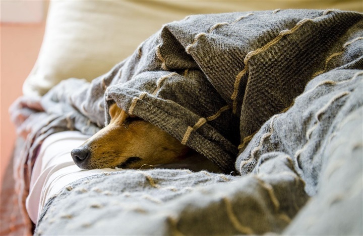 Sover du d&aring;rligere med hunden?