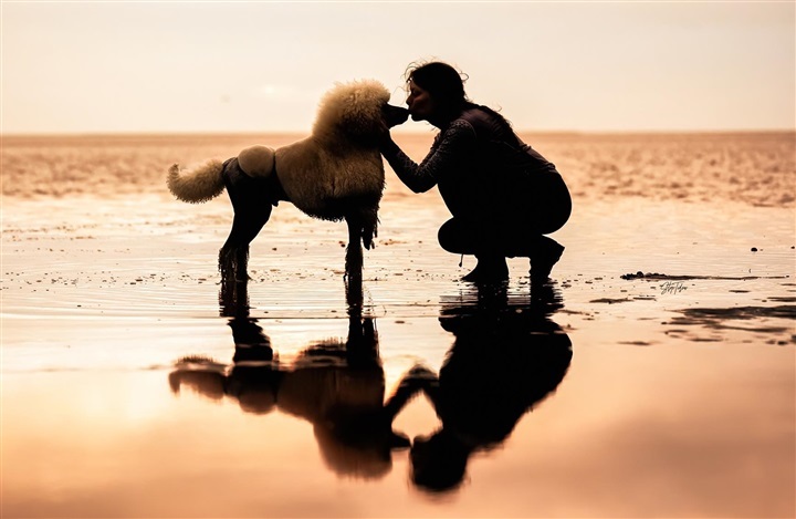 Tak for dig, hund