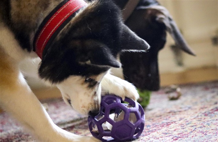 S&aring;dan aktiverer du din hund i vinterm&oslash;rket